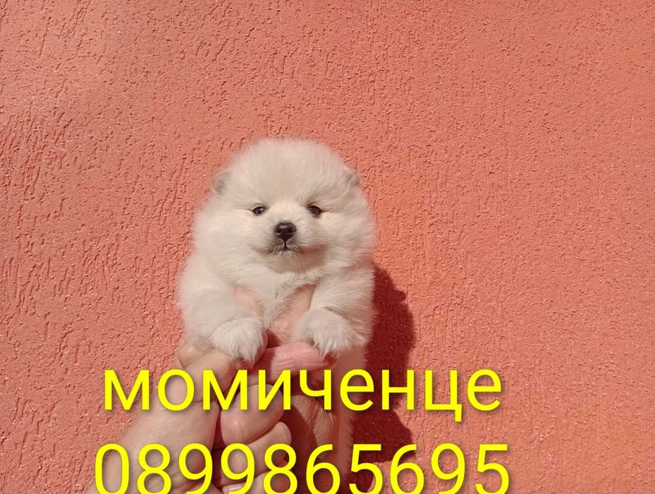 Чисто бели Померанчета!