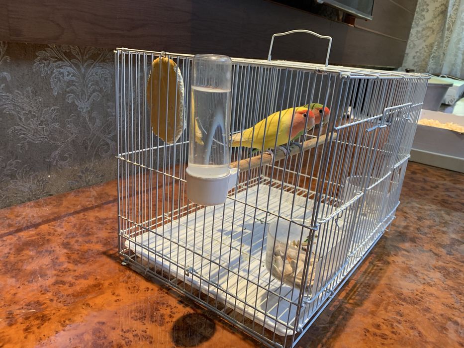 Продам папугаи неразлучники