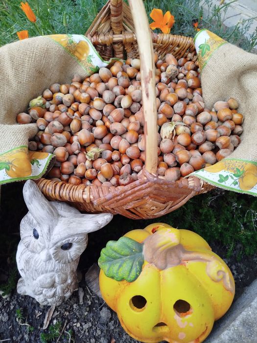 Vând alune Tonda Gentile bio