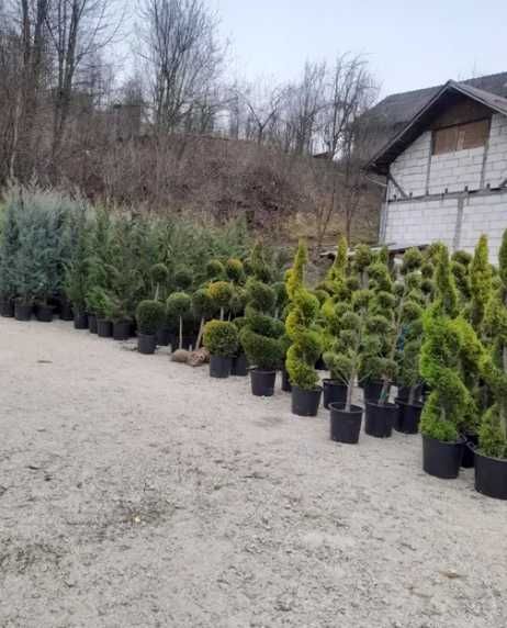 Plante Ornamentale Oriunde in tara calitate extra