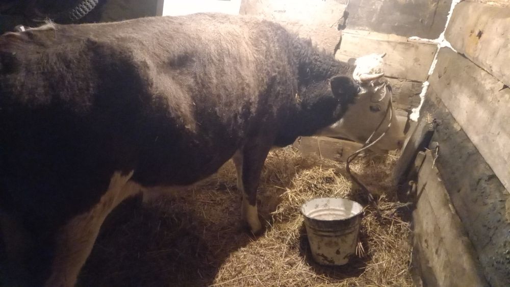 Продам крс на оймен