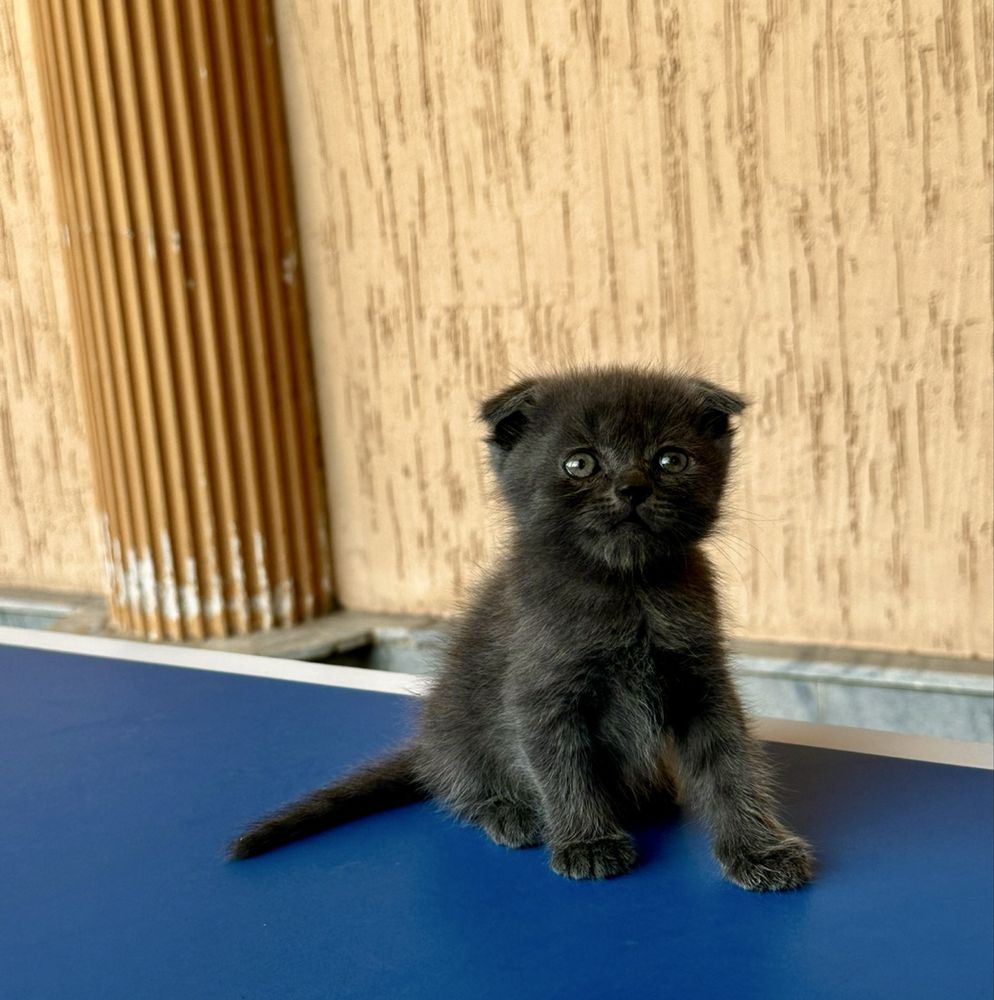 Scottish fold котенок