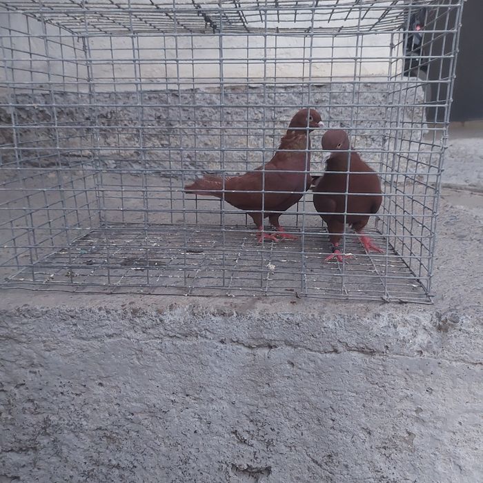 Красный пара гатовый