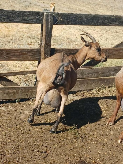 De vânzare capră Alpina Franceză