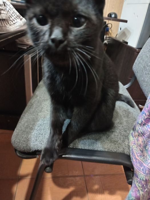 отдам котенка в хорошие руки, мальчик. очень ласкучий, стерил оплачу.