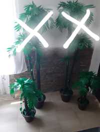 Plante si palmieri decorativi