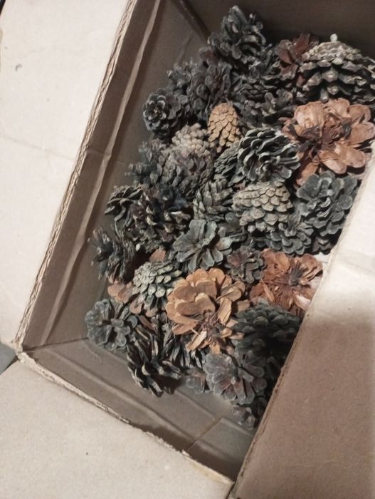 Отдам каштан и шишки