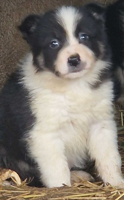 Vand pui Border Collie