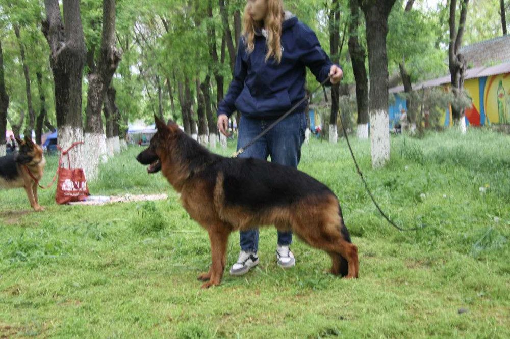 Щенки Немецкой овчарки Одинцовой И.