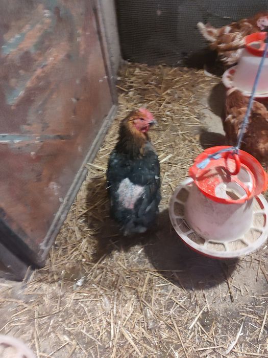 Vând găini de casă și roși Ouătoare