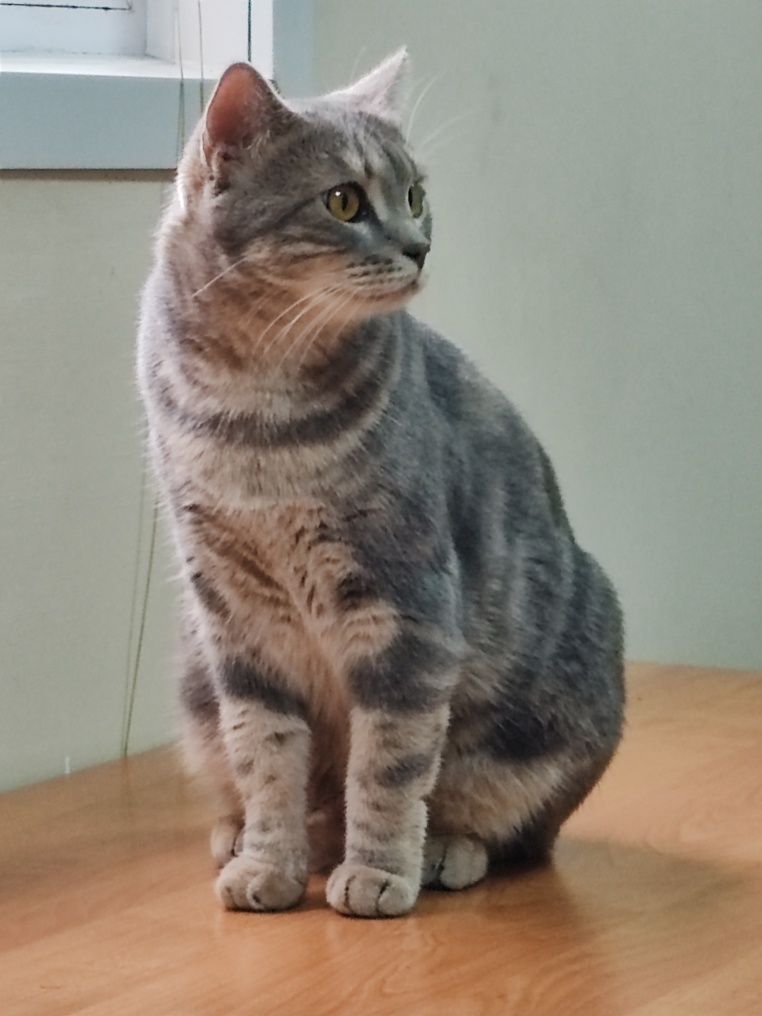 Шотландский прямоухий кот.