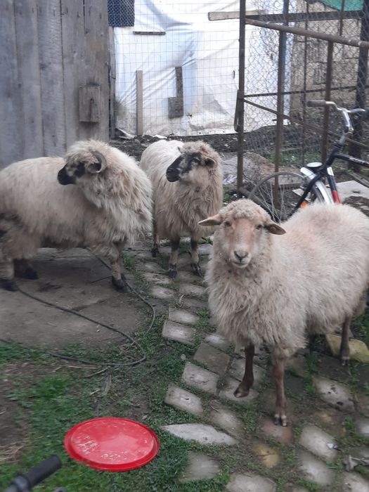 Vând trei oi turcane