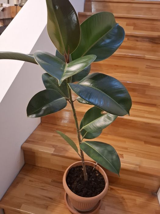 Ficus de 80 cm in ghiveci cu pamant(20cmI)