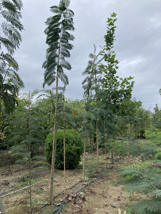 Albizia Julibrissin - Arborele de matase
