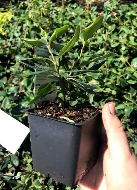 Lonicera japonica -caprifoi-gard viu   oferta 100 bucati