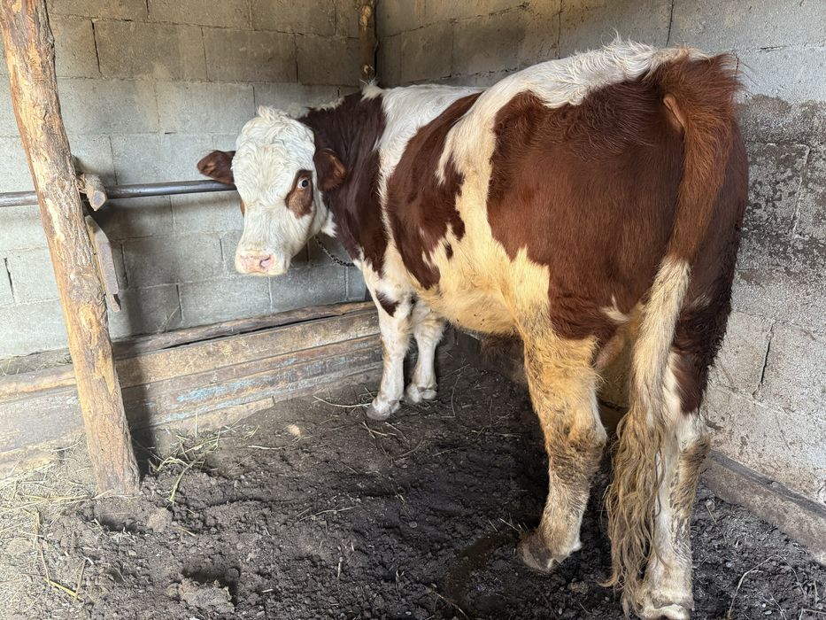 Семіз бордақыланған 3жасар бұқалар сатылады.Продам 3 ех годовалых бык