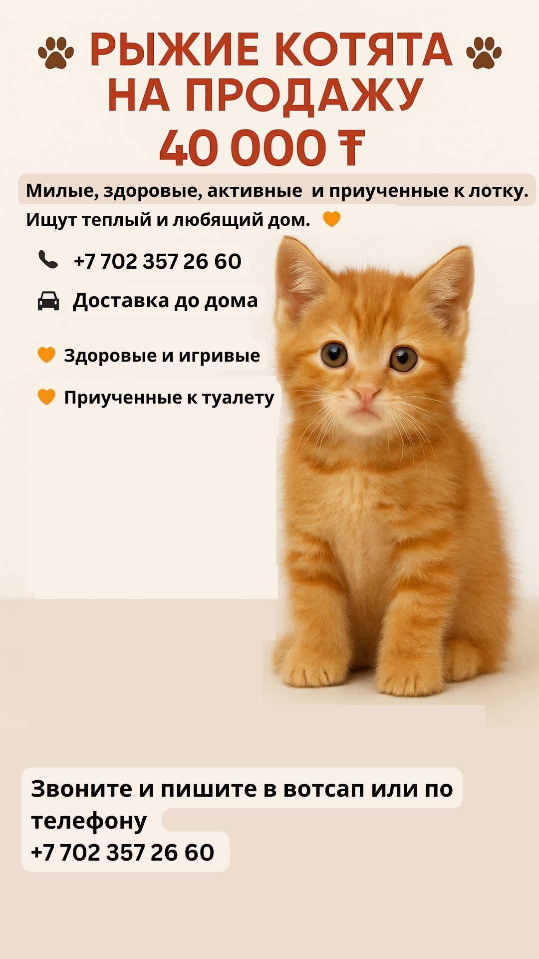 Котята рыже - белые тигрята