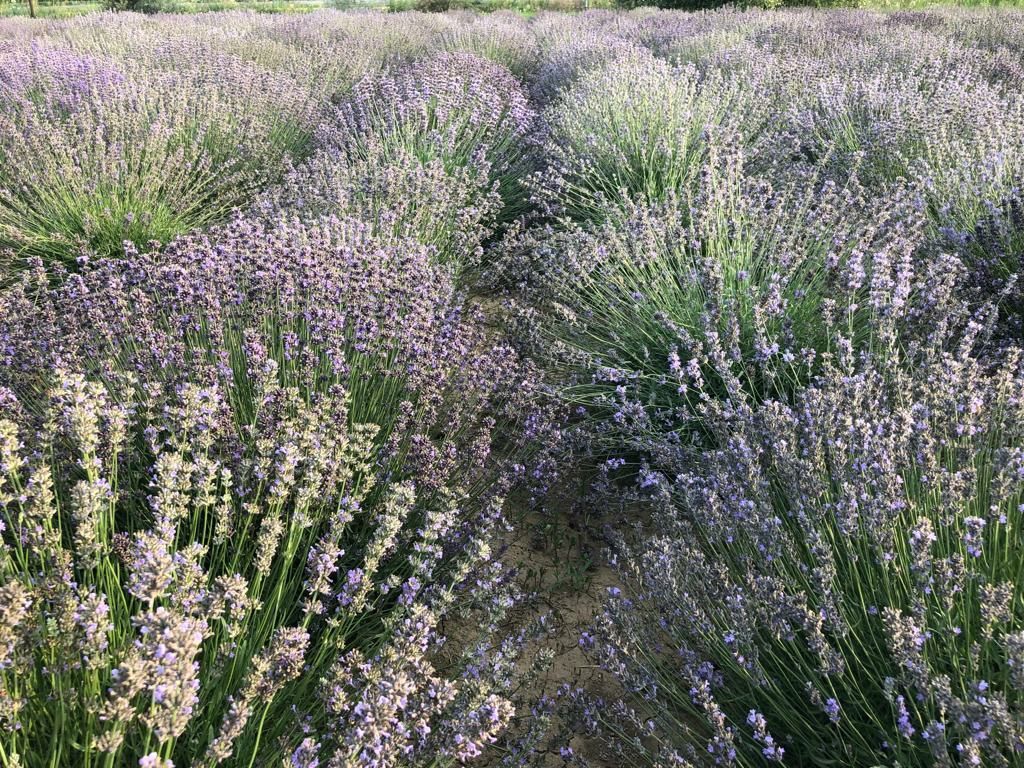 Ulei esential de lavanda pur