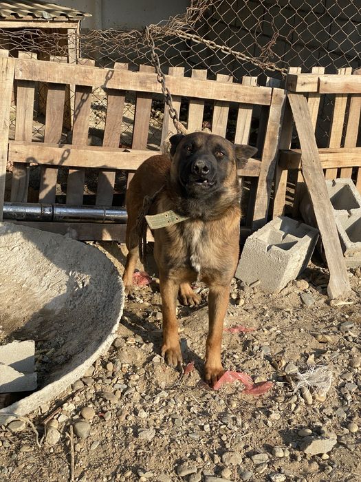 Продам бельгийскую овчарку