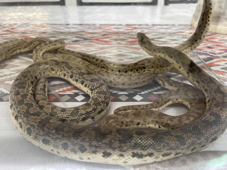 Колбар жылан сорпасы, гюрза уы змеиный яд жылан уы змея