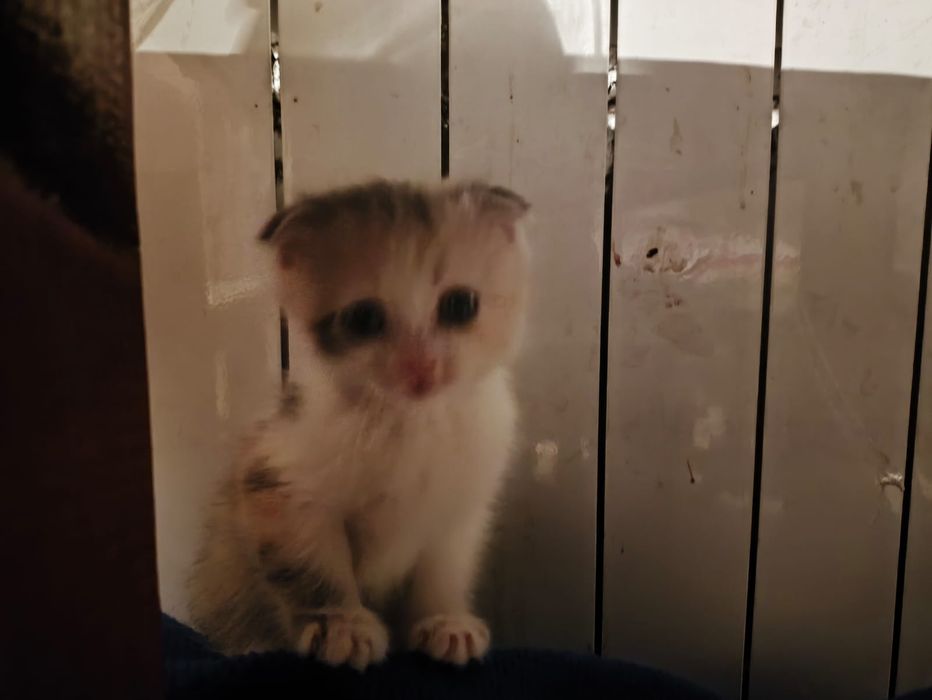 Ищем дом милым котятам