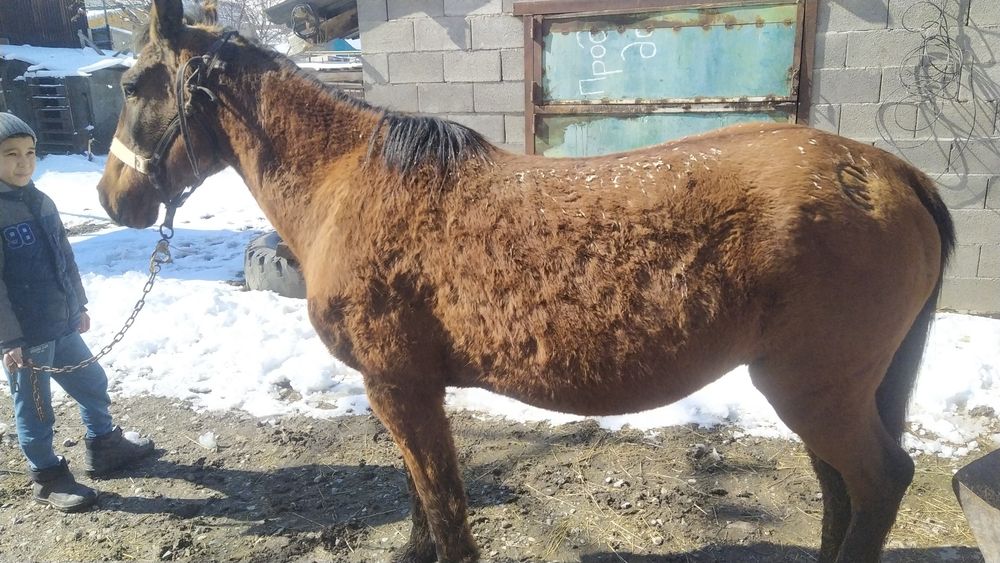 Қысыр бие сауылған