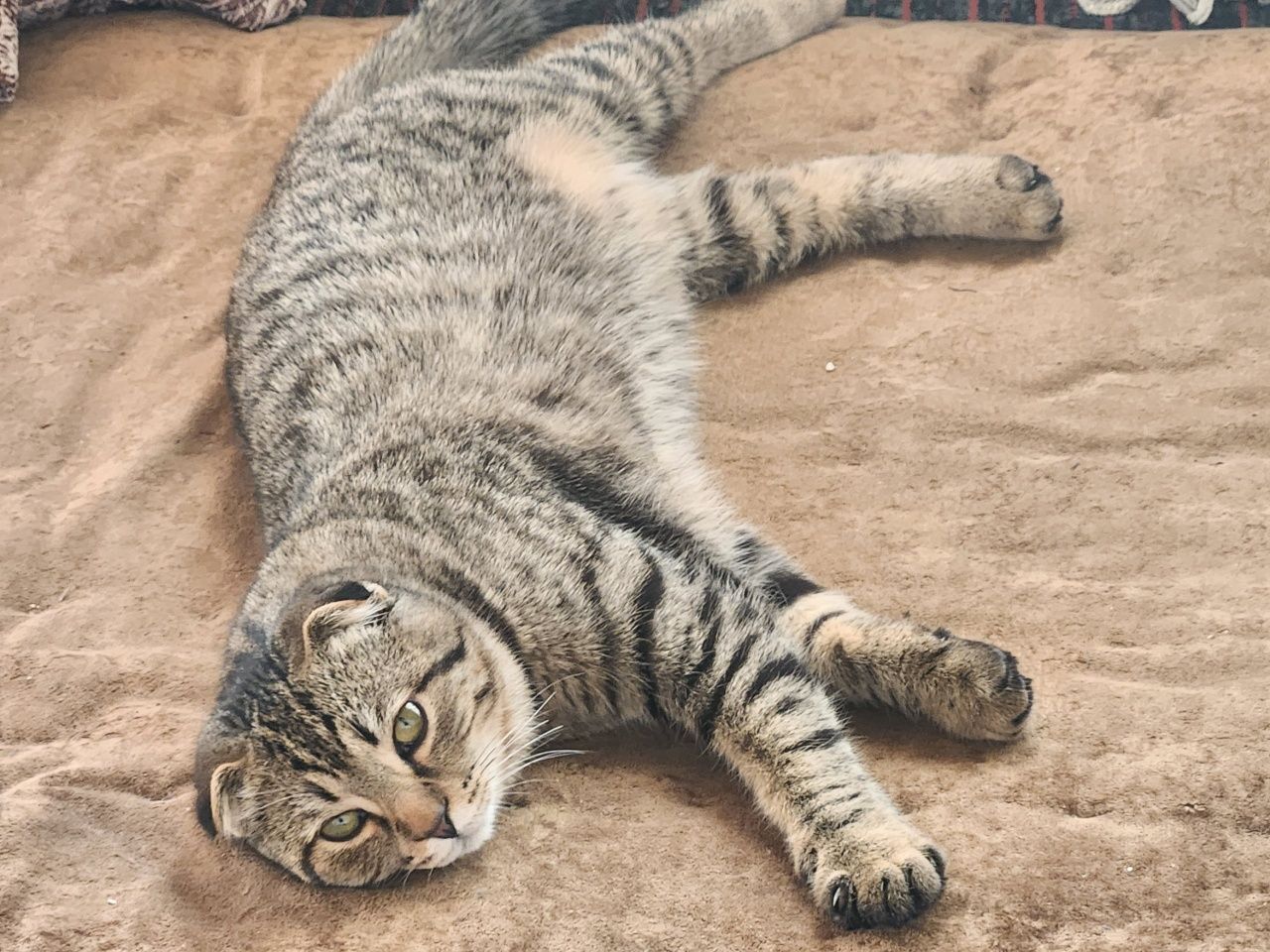 Скоттиш фолд сотилади