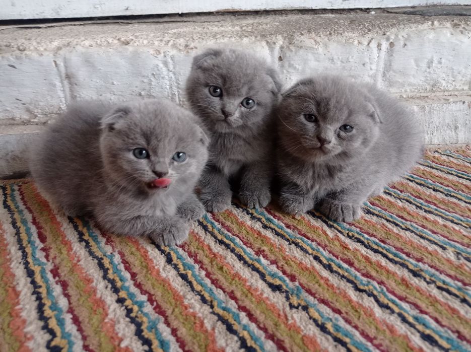 Скотишь фолд продам
