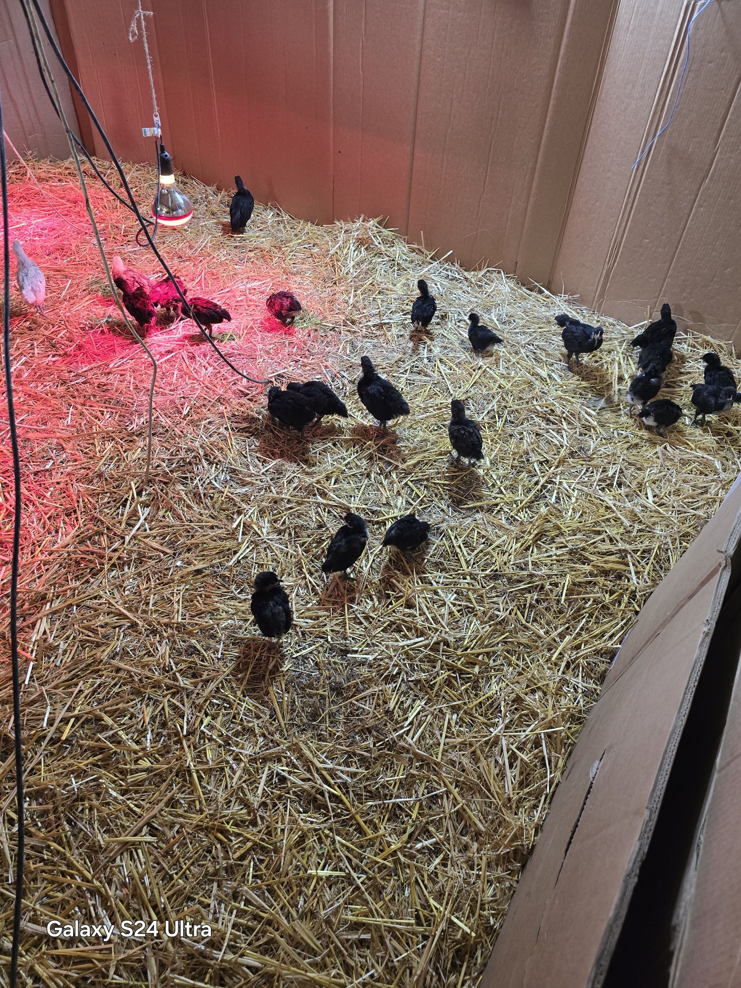 Pui Australorp negru