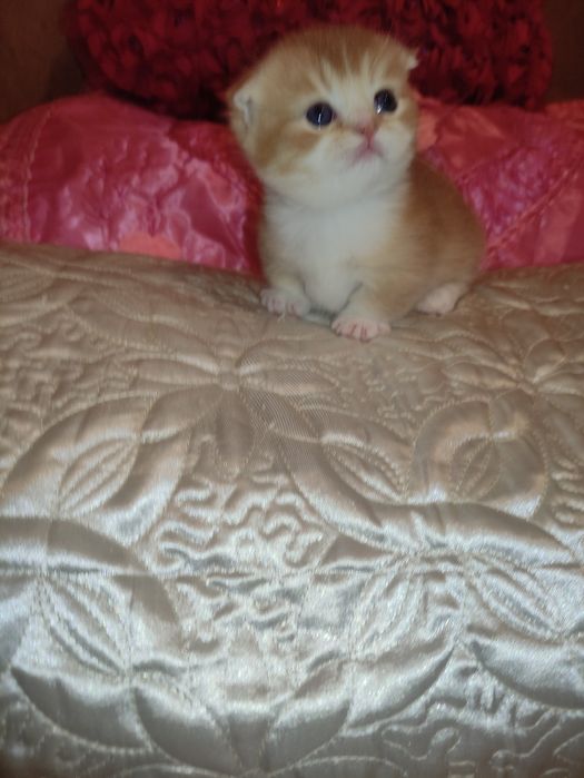 Готовится и бронируются котёнок Манчкин,золотой