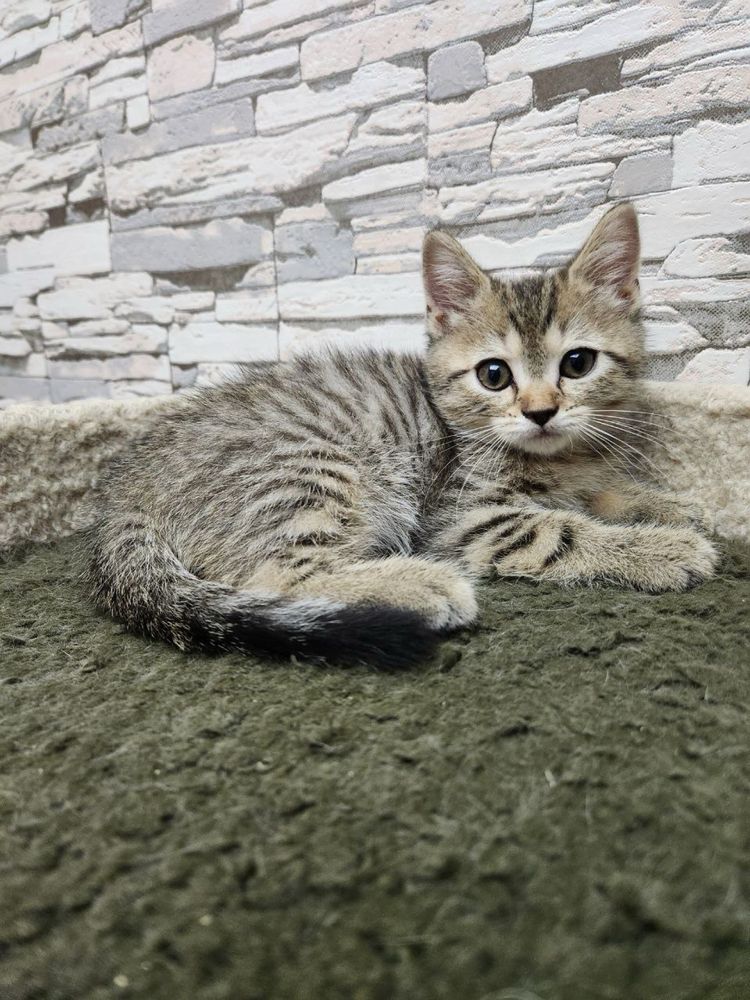 Продаются британские котята