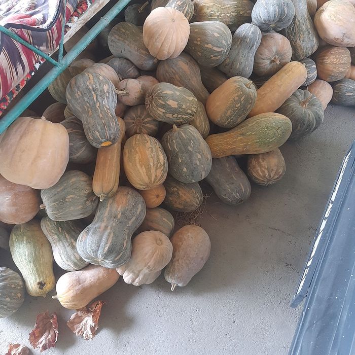 Ошковок сотилади Тиква