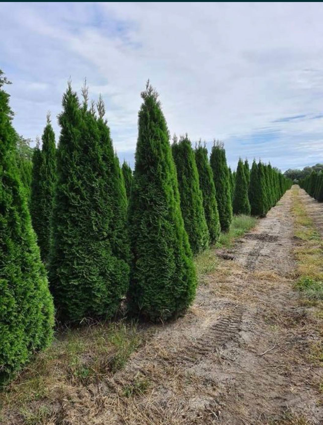 Plante ornamentale aclimatizate