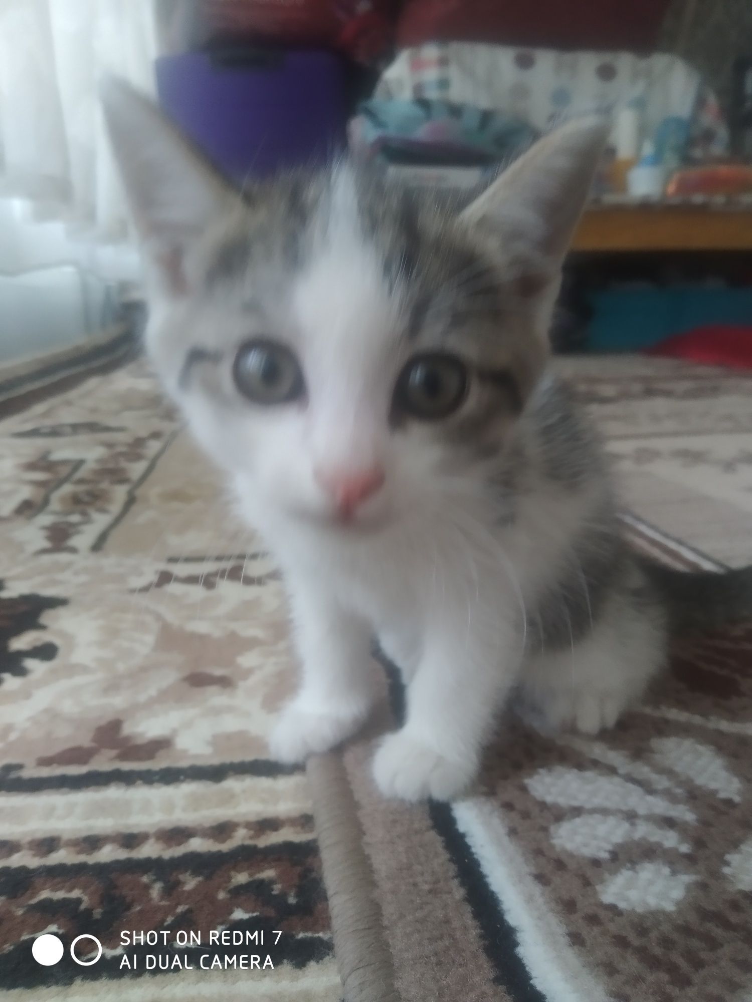 Домашние котята черно- белые