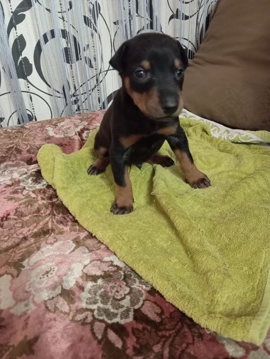 Продоеца щенок доберман