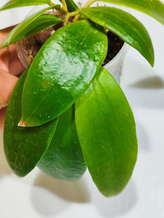 Хойя Глабра         .