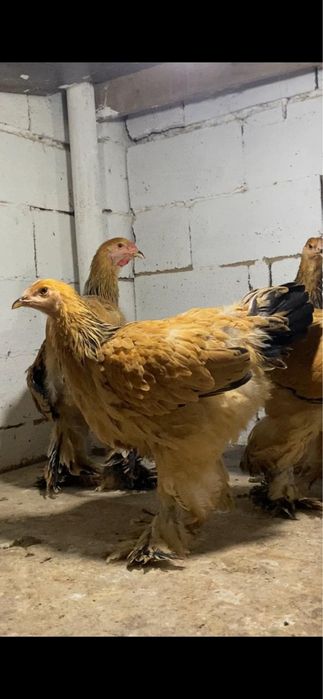 Куры Брама здаровые