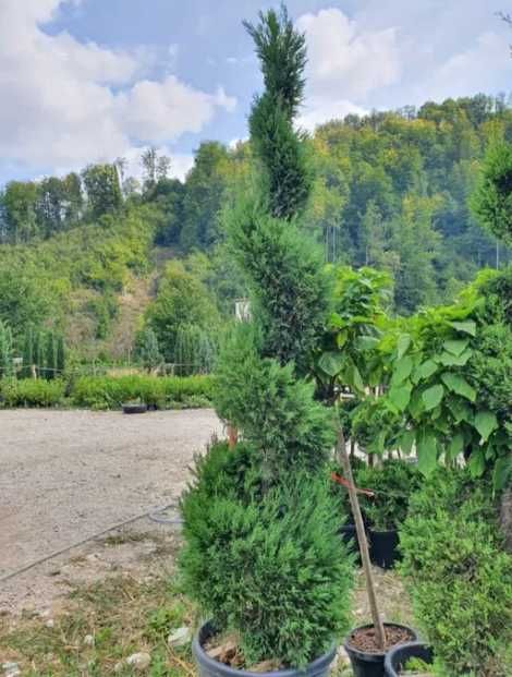 Plante Decorative, de exterior pentru o Gradina de Vis