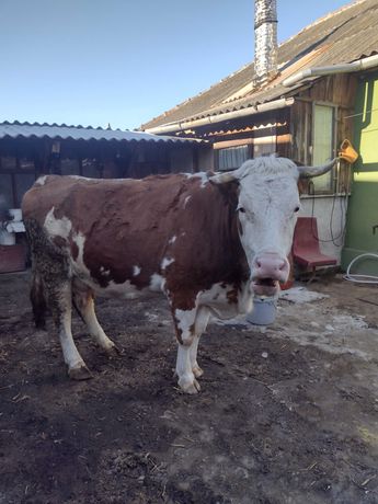 Vând vaca bălțată romaneasca