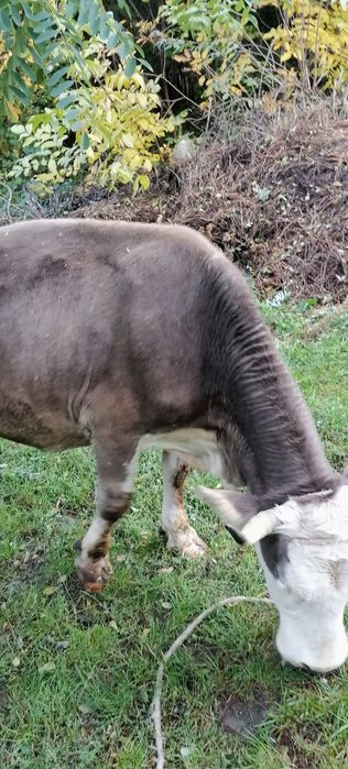 Vând vacă cu lapte.