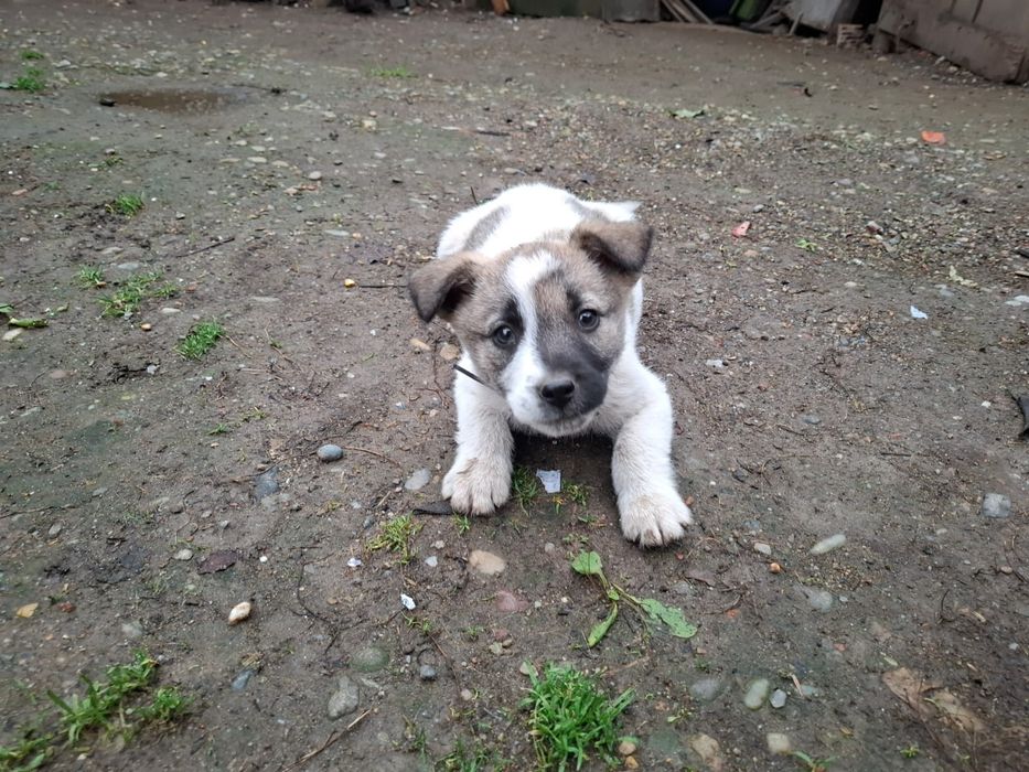 Adopție cățeluşă abandonată