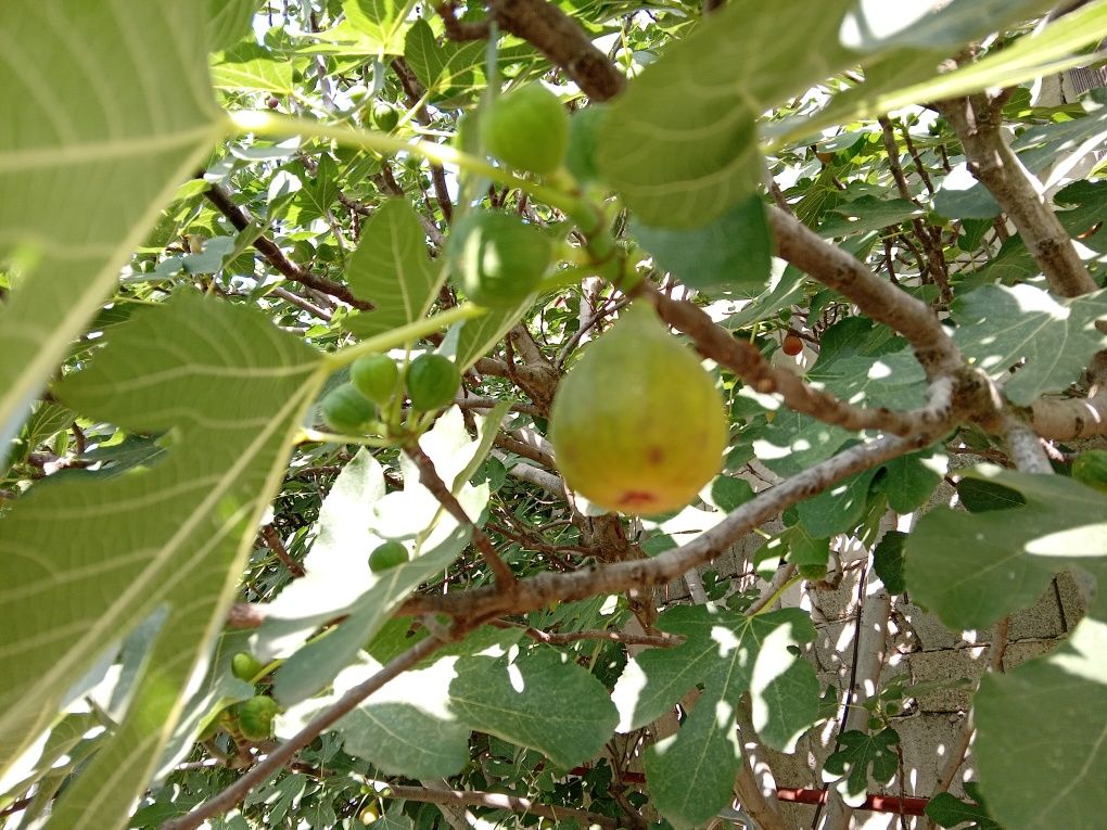 Smochine si pomisori