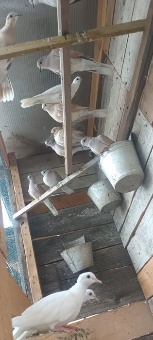 Papagali perusi tineri