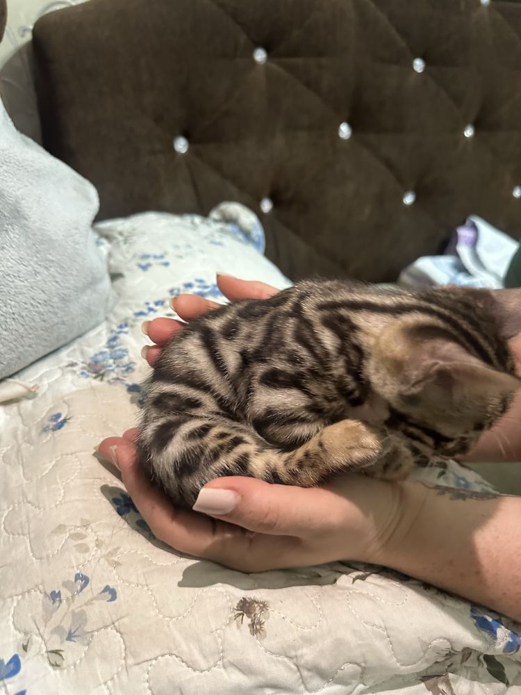Бенгальские котята