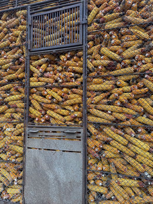 Vând porumb , boabe și stiulete