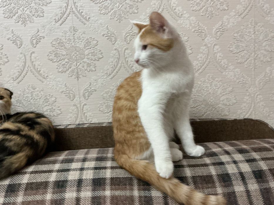 Котята  красивые