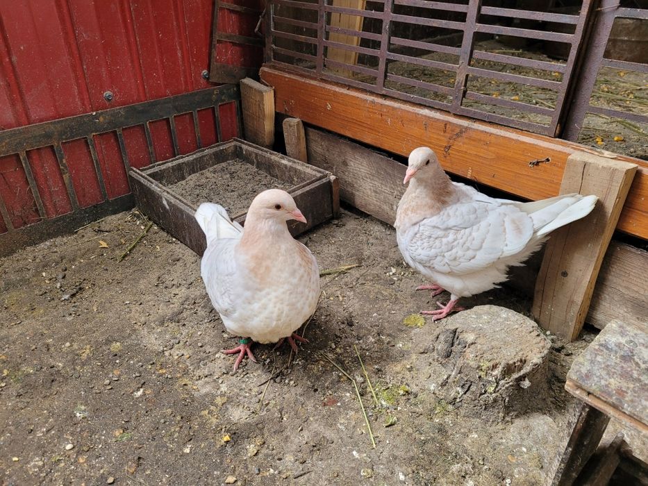 Vând porumbei texani