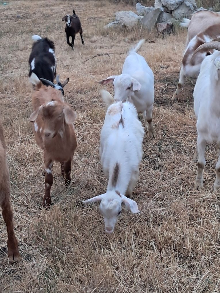 Tap de vanzare tanar