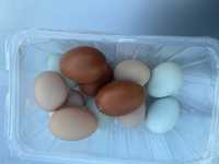 Oua pentru incubat !!!
