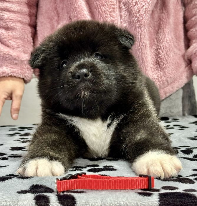Pui Akita American cu Pedigree